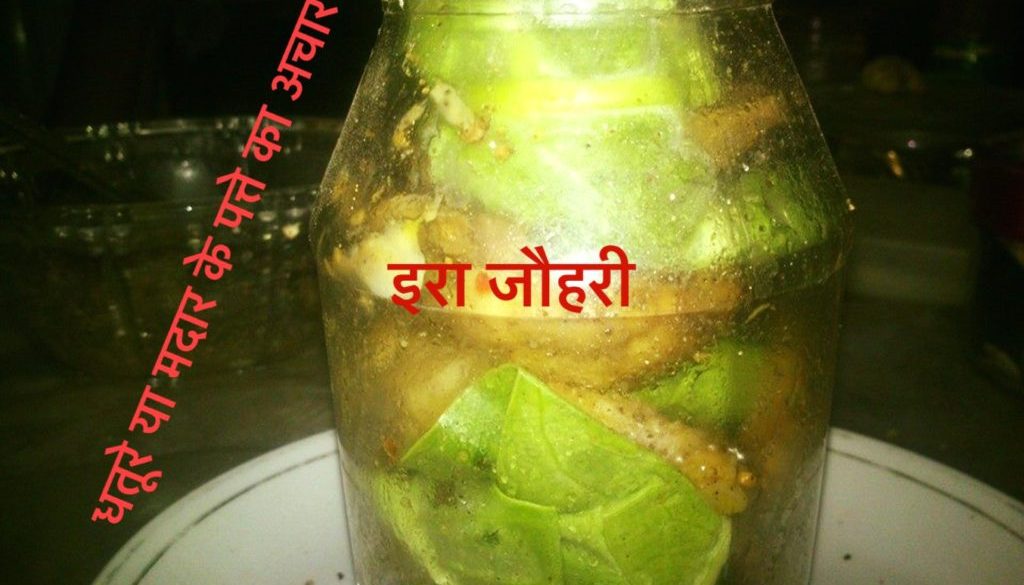 धतूरे या अकौड़े या मदार के पत्तो का अचार