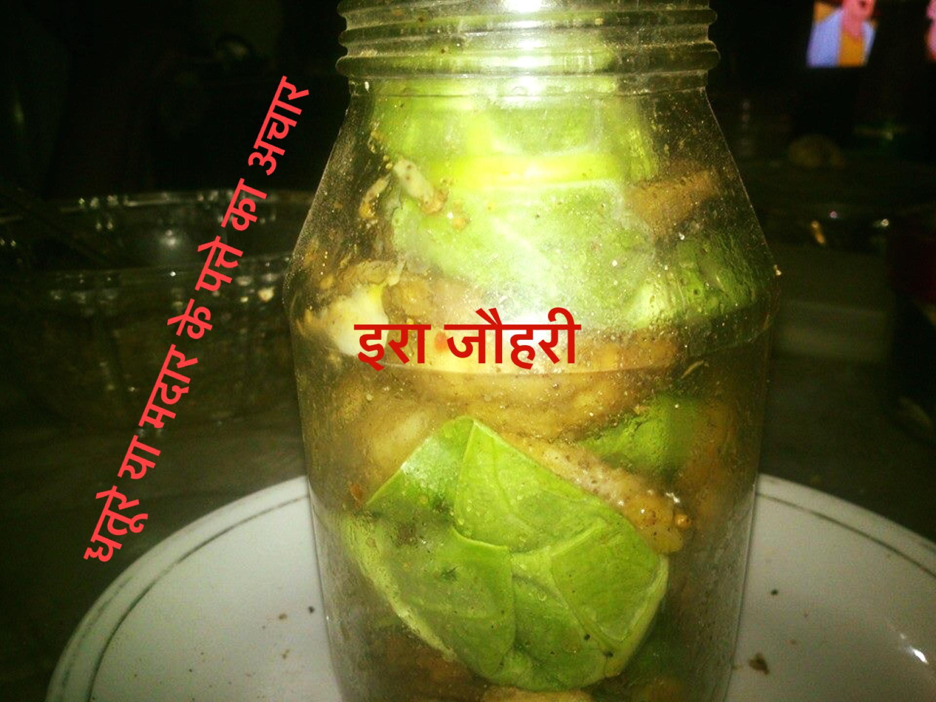 धतूरे या अकौड़े या मदार के पत्तो का अचार