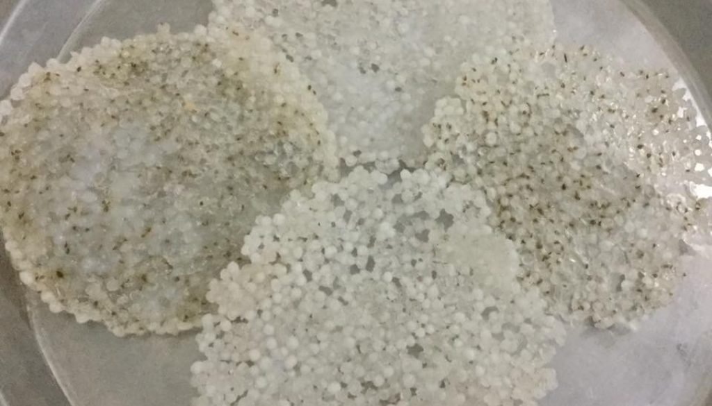 साबूदाना के भाप मे बनाये पापड़