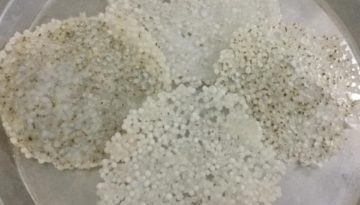 साबूदाना के भाप मे बनाये पापड़