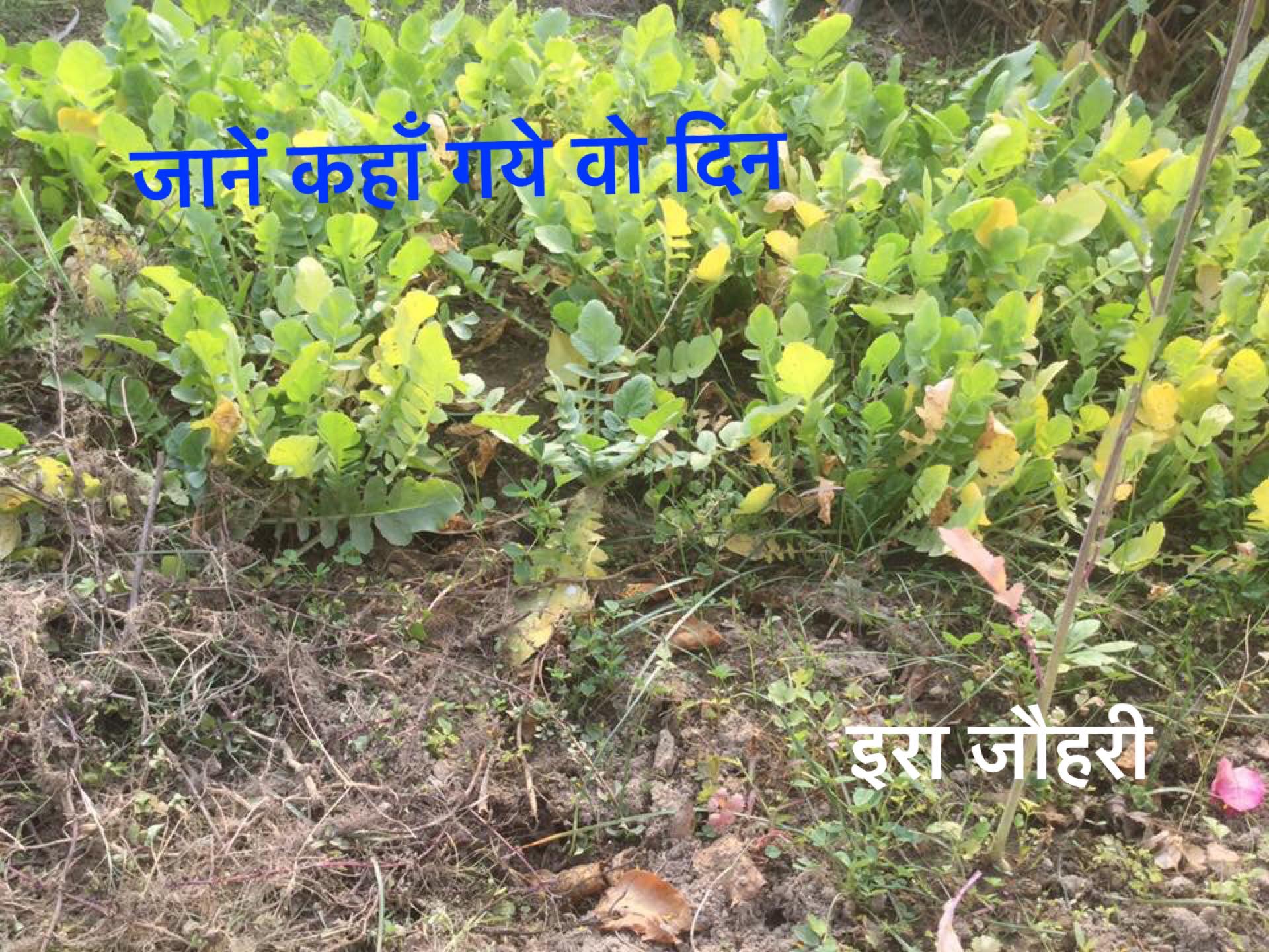 जानें कहाँ गये वो दिन !!!!! दूसरा भाग