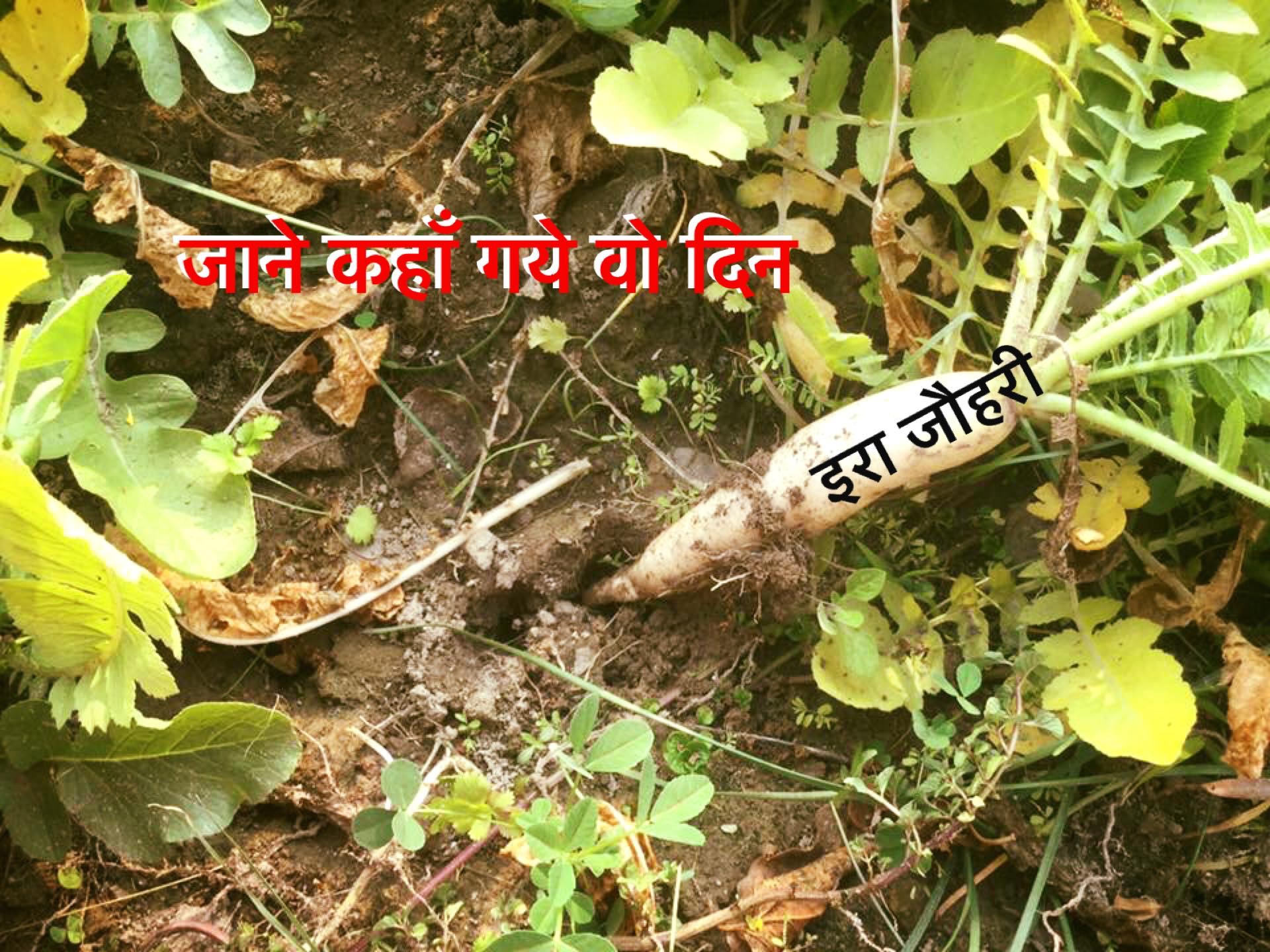 जानें कहाँ गये वो दिन !!!!!! चौथा भाग