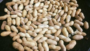 मूँगफली !!