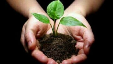 अँजुरी में नन्हा पौधा