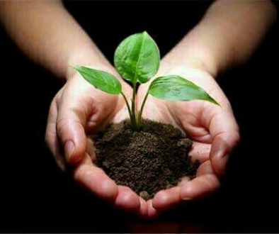 अँजुरी में नन्हा पौधा