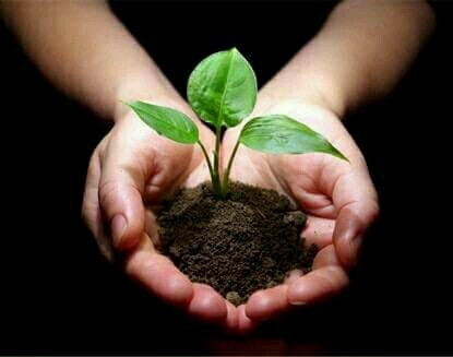 अँजुरी में नन्हा पौधा